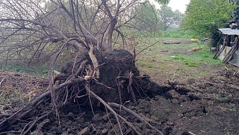 परभणी: पांगरा परिसरात चक्रीवादळासह अवकाळीचा तडाखा; झाडे उन्मळून पडली