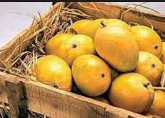 माहिती अधिकार कार्यकर्त्याची अजब मागणी; आयुक्तांच्या बंगल्यातील आंब्यांचीही मागवली माहिती