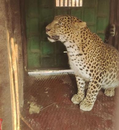 Leopard News | काळवाडीत ‘तो’ बिबट्या अखेर जेरबंद!