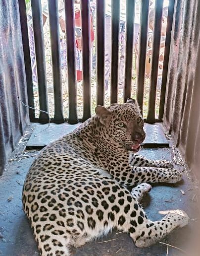 Nagar :अखेर ‘तो’ बिबट्या जेरबंद..!