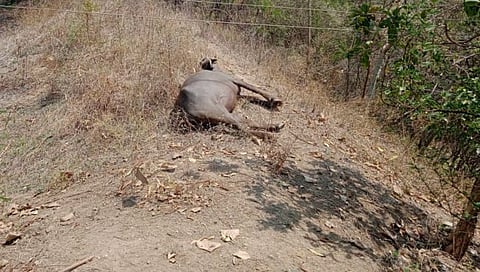 परभणी : विद्युत तारेच्या स्पर्शाने म्हशीचा मृत्यू