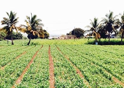 इंदापुरात चारापीक लागवडीवर भर; चाराटंचाईच्या पार्श्वभूमीवर शेतकरी सतर्क!