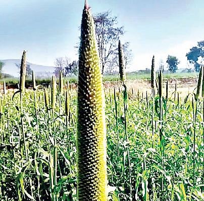 उन्हाळी पिकांच्या 82 टक्के पेरण्या पूर्ण; मक्याला प्राधान्य; मूग, सोयाबीनचा पेरा घटला