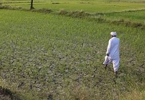 राज्यात दुष्काळी स्थिती! उन्हाळी भुईमूग, मूग, उडीद, सोयाबीनचा पेरा घटला