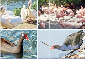 ‘कात्रज’चे सौंदर्य खुलणार ! जलचर पक्ष्यांसाठी राजीव गांधी प्राणिसंग्रहालय उभारणार नैसर्गिक अधिवास