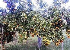 शेतकर्यांना दिलासा ! फळपीक विमा नुकसान भरपाईचे 125 कोटी मिळणार