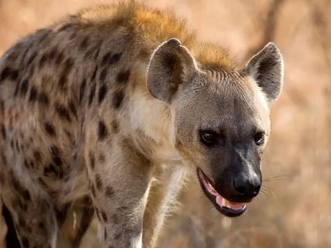 काळजी घ्या! तरसांचा मोर्चा लोकवस्तीकडे?