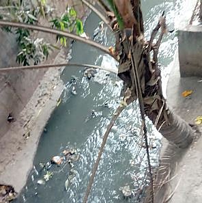 कात्रज परिसरात ओढ्यातून वाहते मैलामिश्रित पाणी; नागरिकांचे आरोग्य धोक्यात