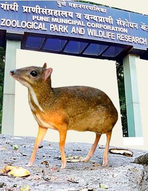 जंगलात आढळणारा ‘तो’ दुर्मीळ जीव लवकरच पुण्यात!