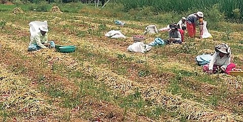 Loksabha election 2024 : कांदा उत्पादकच ठरविणार खासदार