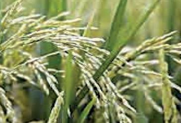 खरिपात बियाण्यांचा गतवर्षापेक्षा अधिक पुरवठा : कृषी अधिकारी संजय काचोळेंची माहिती