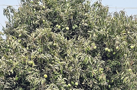 अवकाळी पावसाचा आंबा उत्पादनाला फटका! कैर्यांच्या प्रमाणात घट