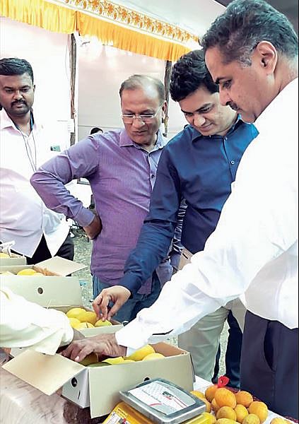 दर्जेदार हापूसची चव आता सर्वांच्या तोंडी; करा वाजवी दरात खरेदी