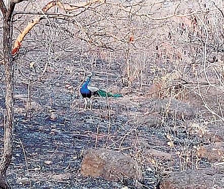 ढुम्या डोंगरावरील मोरांची अन्नासाठी धावाधाव..