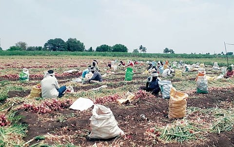 बेट भागात 40 च्या पाऱ्यात कांदा काढणी सुरू : शेतमजुरांच्या आरोग्याला धोका
