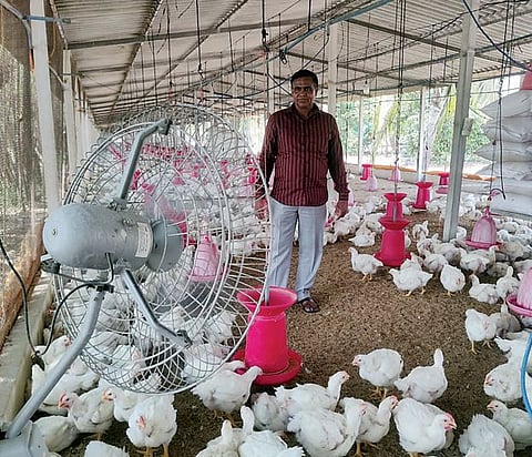 उन्हाचा फटका पोल्ट्री व्यावसायिकांनाही; उष्माघाताने कोंबड्यांच्या मृत्यू