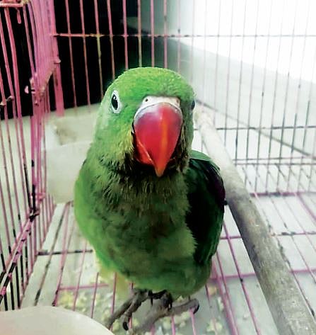 अलेक्सेंडर पोपटाची तस्करी करणारे वन अधिकार्यांच्या सापळ्यात..