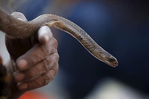 दु्र्दैवी! पाईट येथे सर्पदंशाने तिसरीतील विद्यार्थ्याचा मृत्यू