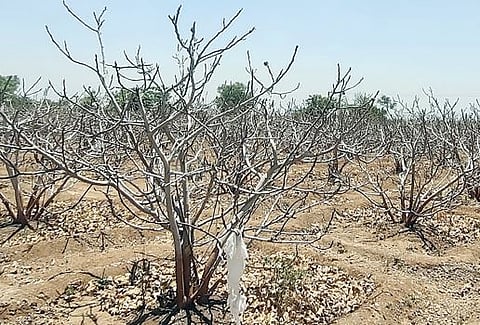 सोनोरीतील अंजीर उत्पादक अडचणीत : पाणी न मिळाल्यास निवडणुकीवर बहिष्कार