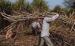 एफआरपी थकीत ठेवून उपपदार्थ विकणार्यांवर कारवाई करा : शेतकरी संघटनेची शासनाकडे मागणी