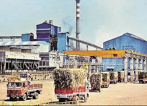 आत्तापर्यंत एक कोटी ३९ लाख टन ऊसगाळप : गतवर्षापेक्षा पाच लाख टन अधिक ऊसगाळप