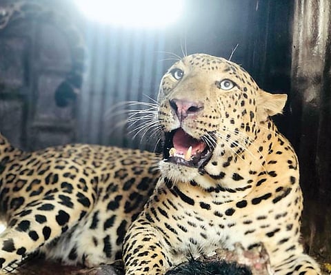 Leopards News : न्हावरे परिसरातील बिबट्या जेरबंद!