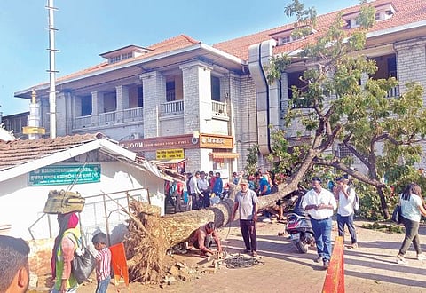 ..आणि शंभर वर्षांपूर्वीचा वृक्ष कोसळला; रेल्वे स्टेशन परिसरात अनर्थ टळला