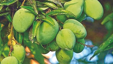 कैरी असते आरोग्यदायी गुणांचा खजिना