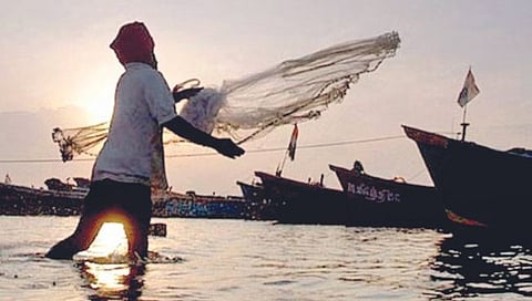 चार लाख टनांनी घटणार यंदा राज्याचे मत्स्योत्पादन