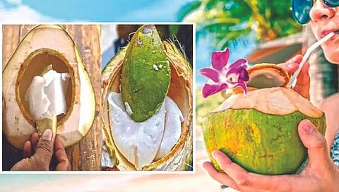 Coconut cream : शहाळ्याची मलईही असते आरोग्यदायी