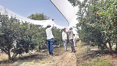 Nashik Farmers News | डाळिंबबाग उन्हापासून वाचवण्यासाठी शेतकऱ्याने लढवली शक्कल, चक्क साडेतीन एकरावर सावली