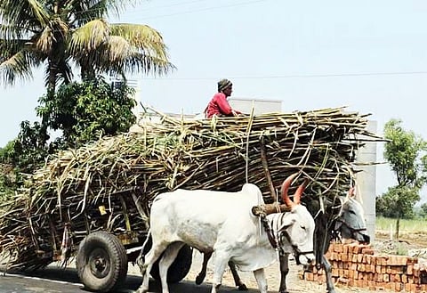 उन्हाच्या झळा : ऊसतोड मजुरांच्या जिवाची लाहीलाही