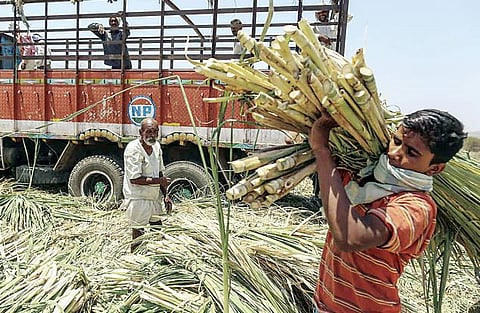 ऊस उत्पादक शेतकरी मेटाकुटीला; कारखान्याचे तोडणीचे नियोजन कोलमडले