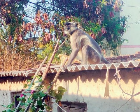 उन्हाच्या झळा : अन्न-पाण्याच्या शोधार्थ वन्यप्राणी मानवी वस्तीकडे..!