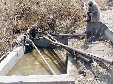 अन्न-पाण्यावाचून वन्यजिवांचे हाल; भिलारेवाडी वन विभागातील परिस्थिती