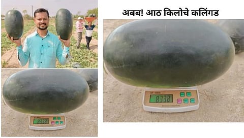 पिंपळनेरमध्ये प्रतिकूल परिस्थितीवर मात करत ३.५ एकर क्षेत्रात शेतकऱ्याने घेतले कलिंगडचे विक्रमी उत्पादन