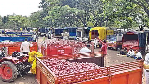 Onion Price | निर्यातबंदी उठविल्यानंतरही कांद्याच्या दरात घसरण मात्र सुरूच