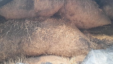 गोंदिया : ४.२३ कोटीचे धान सडण्याच्या मार्गावर; ६ हजार क्विंटल धानाला फुटले अंकुर