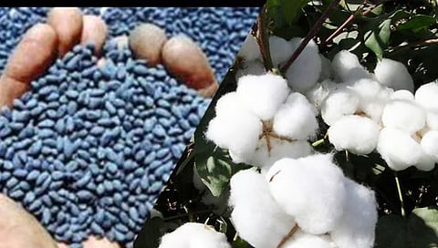 Jalgaon News | ज्यादा दराने कापूस बियाणे विक्री- डमी ग्राहक पाठवून पथकाने रंगेहाथ पकडलं