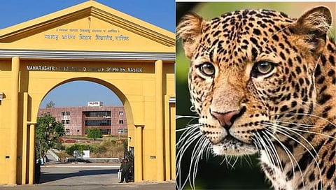 Leopard News | नाशिकच्या आरोग्य विद्यापीठात शिरला बिबट्या, तासाभरानंतर केले रेस्क्यू