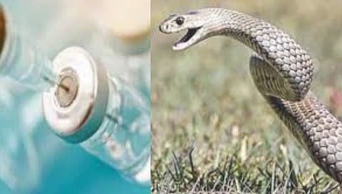 नाशिक : सर्पदंश लस मागणीची पंतप्रधान कार्यालयाकडून दखल