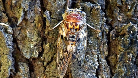 झाडांमधून येतोय किर्रर्र आवाज! ‘सिकाडा’ देतोय टीप टीप पावसाचे संकेत