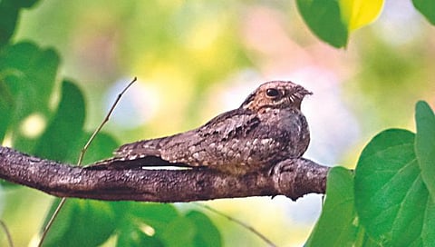 चिंताजनक ! धाविक, माळटिटवी, रातवा पक्ष्यांच्या संख्येत होतेय घट