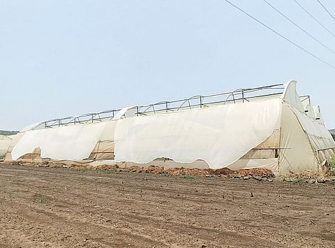 अवकाळीने हरितगृहचालकांचे नुकसान