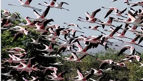 मुंबई: घाटकोपर येथे विमानाच्या धडकेत ४० फ्लेमिंगोंचा मृत्यू