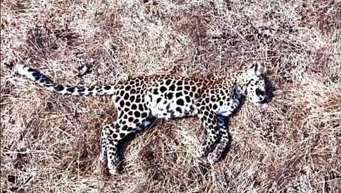 डिंगणी येथे आढळला मृत अवस्थेतील बिबट्याचा बछडा