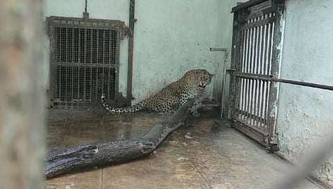 महाराजबाग प्राणीसंग्रहालयात प्राण्यांसाठी कुलरची व्यवस्था करण्यात आली आहे.