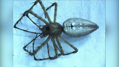 राजस्थानमधील ग्रीन लिंक्स स्पायडरवर अमरावती येथील दर्यापुरात संशोधन