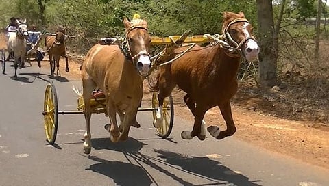 घोडा गाडी शर्यंत संग्रहित फोटो