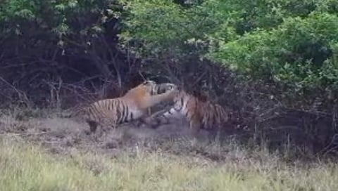 चंद्रपूर : ताडोबात दोन वाघिणी एकमेकांना भिडल्या; व्हिडिओ व्हायरल